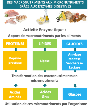 Rôles des enzymes digestives